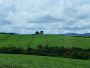 のりちゃんさんの親子の木の投稿写真1