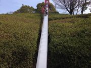 かなかのさんの於大公園の投稿写真2