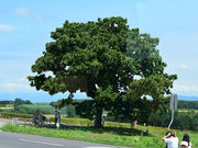 のりちゃんさんのセブンスターの木の投稿写真1