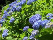 ちっちさんの相模原北公園の投稿写真2