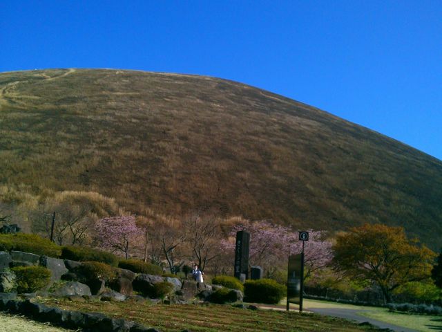 さくらがまだ咲きはじめ。_さくらの里のさくら