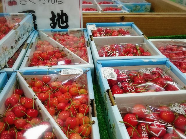 さくらんぼたくさんありました!_さくらんぼ友遊館