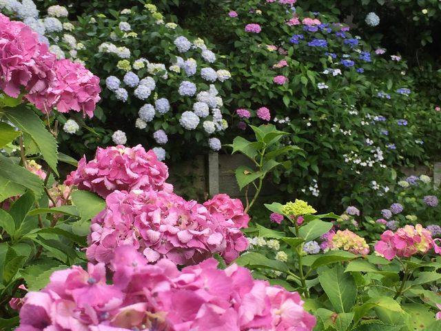 色とりどり紫陽花_矢田寺のアジサイ