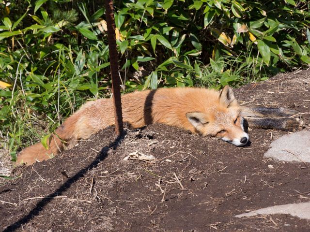 hp100さんの羅臼湖の投稿写真2