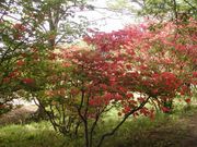 okeiさんの安積山公園の投稿写真4