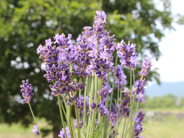 ゆうめさんの萬葉の里スポーツエリアの投稿写真1