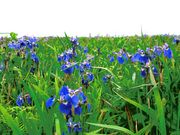 スピンコさんの原生花園あやめヶ原の投稿写真2