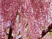 こねこさんの藤公園の投稿写真1