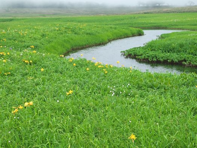 満開のカンゾウ_雨竜沼湿原