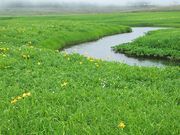 喜多八さんの雨竜沼湿原の投稿写真1