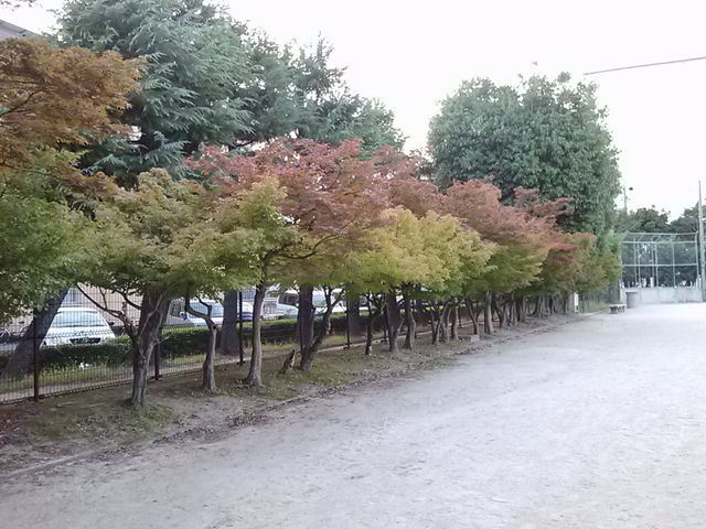 秋には紅葉します_安城公園