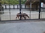 ドラさんの安城公園の投稿写真3