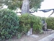ドラさんの稲荷山茶園公園の投稿写真5