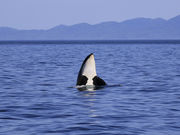 星空ハンターさんの知床海岸の投稿写真1