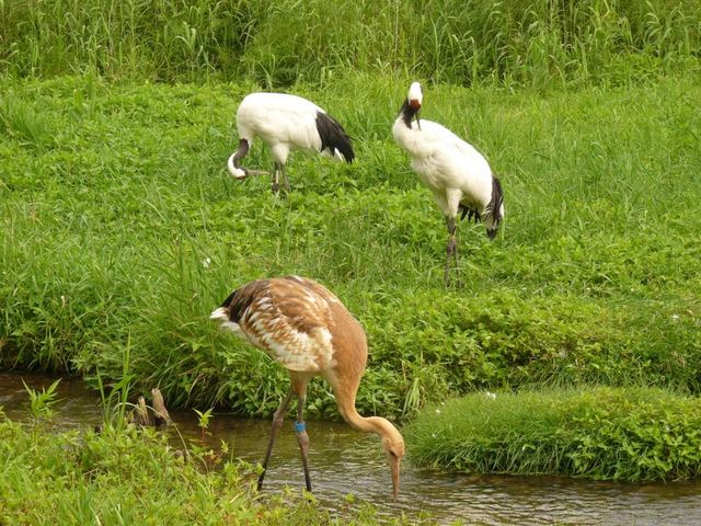 丹頂鶴の夫婦とヒナ_丹頂鶴自然公園