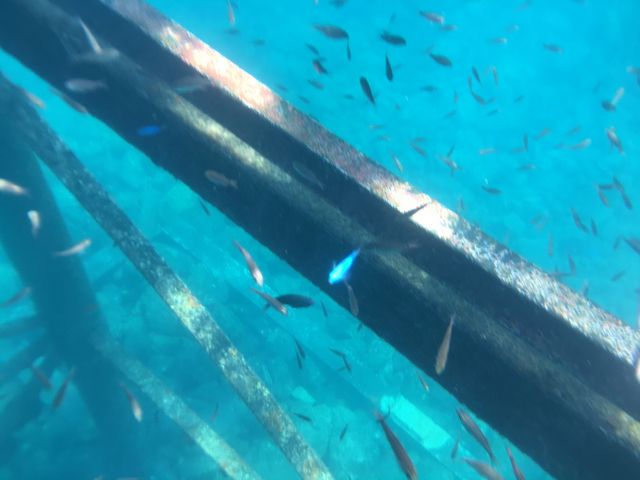 ブルーの熱帯魚キレイだったよ_やったろうde高島