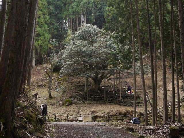 滝の千年ツバキ_滝の千年ツバキ