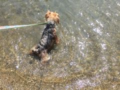 日間賀島の写真1