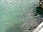 satsuさんの本栖湖一周遊覧船もぐらんの投稿写真1