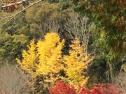 マッキーさんの近水園の投稿写真1