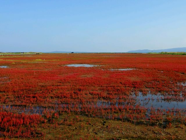 今が見頃_能取湖のサンゴ草群落