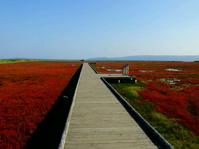 今が見頃_能取湖のサンゴ草群落