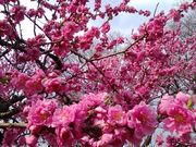kakashimamaさんの古河公方公園(古河総合公園)のハナモモの投稿写真2
