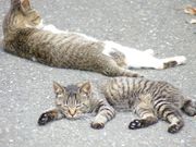 ジャッキーパパさんの田代島の投稿写真1