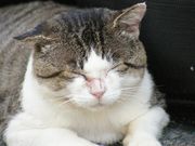 ジャッキーパパさんの田代島の投稿写真2