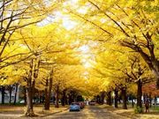 まこさんの北大イチョウ並木の投稿写真1