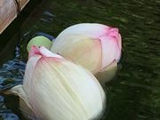 まきさんの本山慈恩寺の投稿写真3