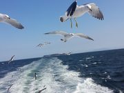 くまくま☆さんのPICA初島の投稿写真2