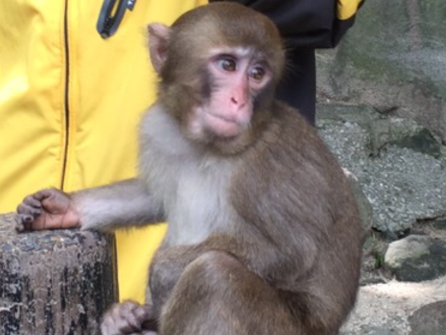 シャーロット!_高崎山自然動物園