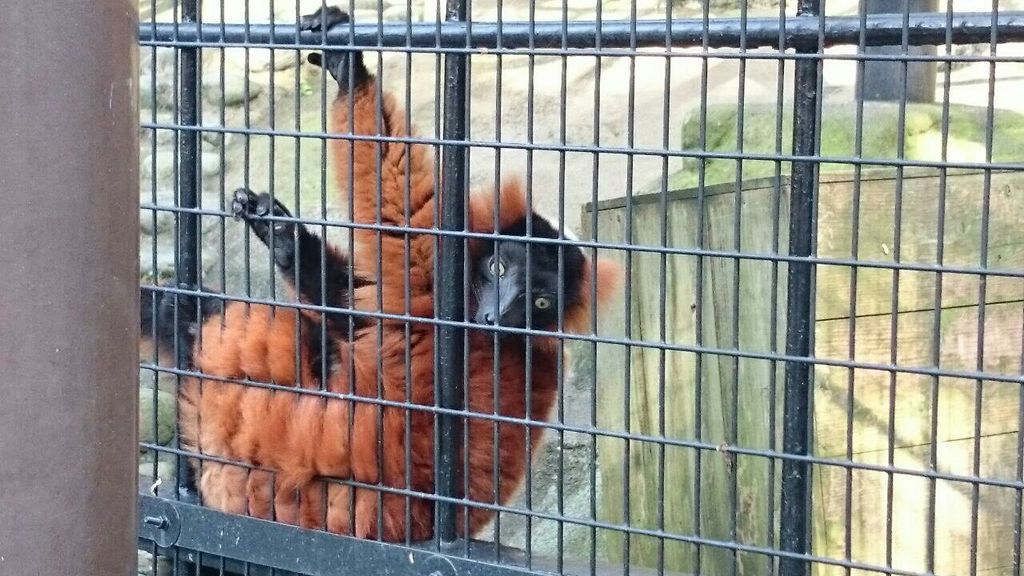 野毛山動物園