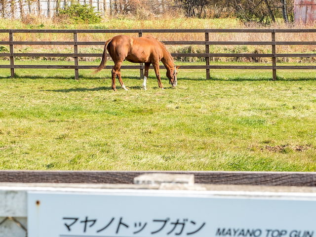 展示されている功労馬_優駿メモリアルパーク