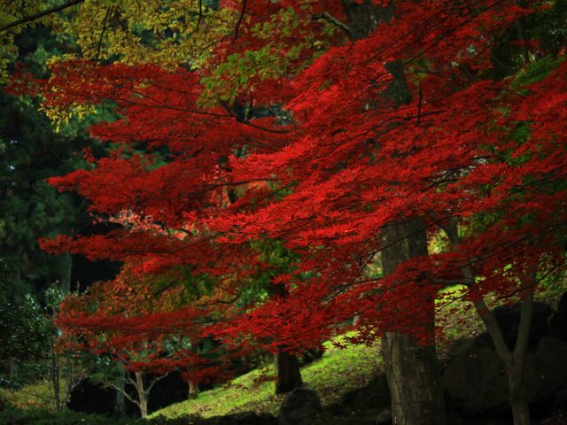 まさに燃えるような赤_御殿山公園の紅葉