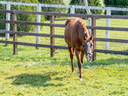 Hiroさんの優駿メモリアルパークの投稿写真4