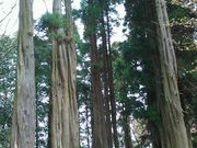 うっちーさんの泉自然公園の投稿写真1
