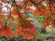 あっちゃんさんの御殿山公園の紅葉の投稿写真3