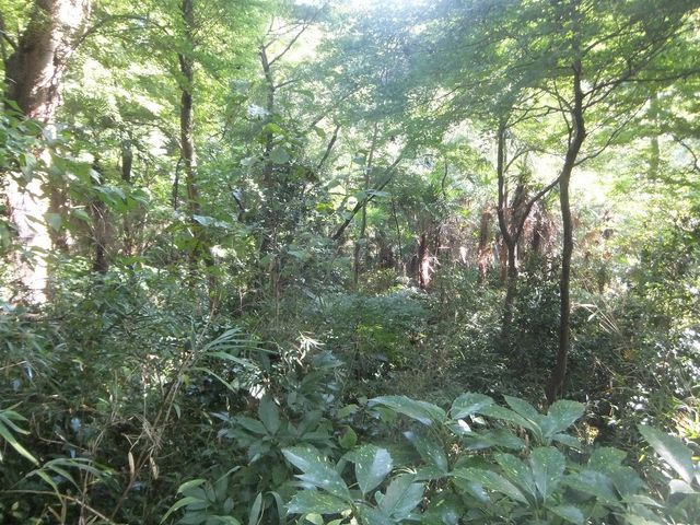 東京に居るとは思えない大自然。_国立科学博物館附属自然教育園