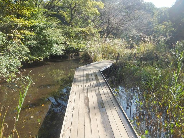 池を渡ります。_国立科学博物館附属自然教育園