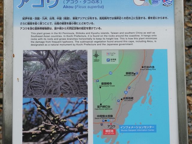 アコウ_室戸世界ユネスコジオパーク