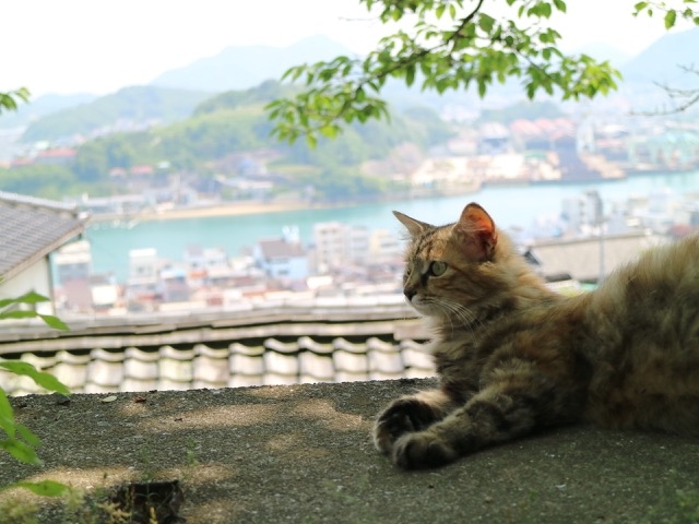 尾道
