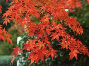 あっちゃんさんの御殿山公園の紅葉の投稿写真1