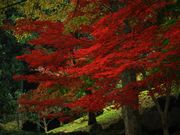 あっちゃんさんの御殿山公園の紅葉の投稿写真2