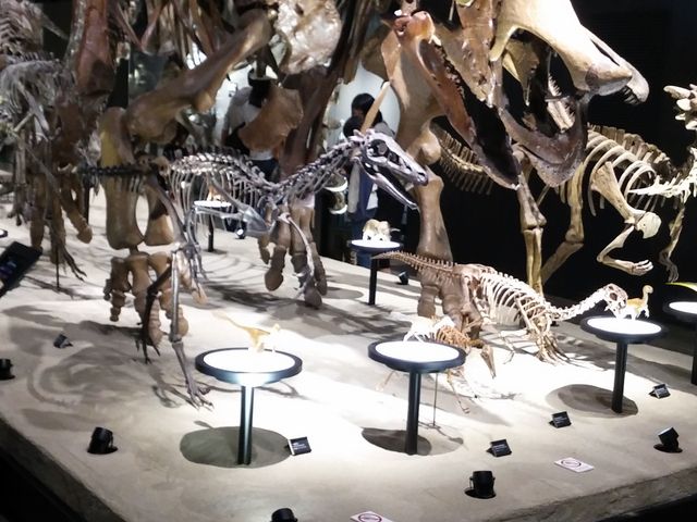 色々な種類の恐竜が展示されていて、迫力があります!_御船町恐竜博物館