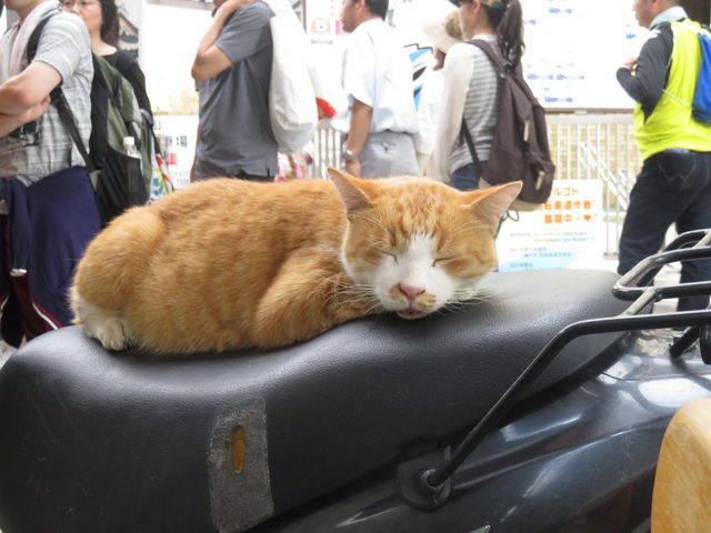 道後の温泉街