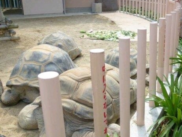亀_東山動物園
