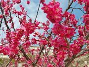 marimariさんの岡本梅林公園の投稿写真1