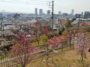 marimariさんの岡本梅林公園の投稿写真2